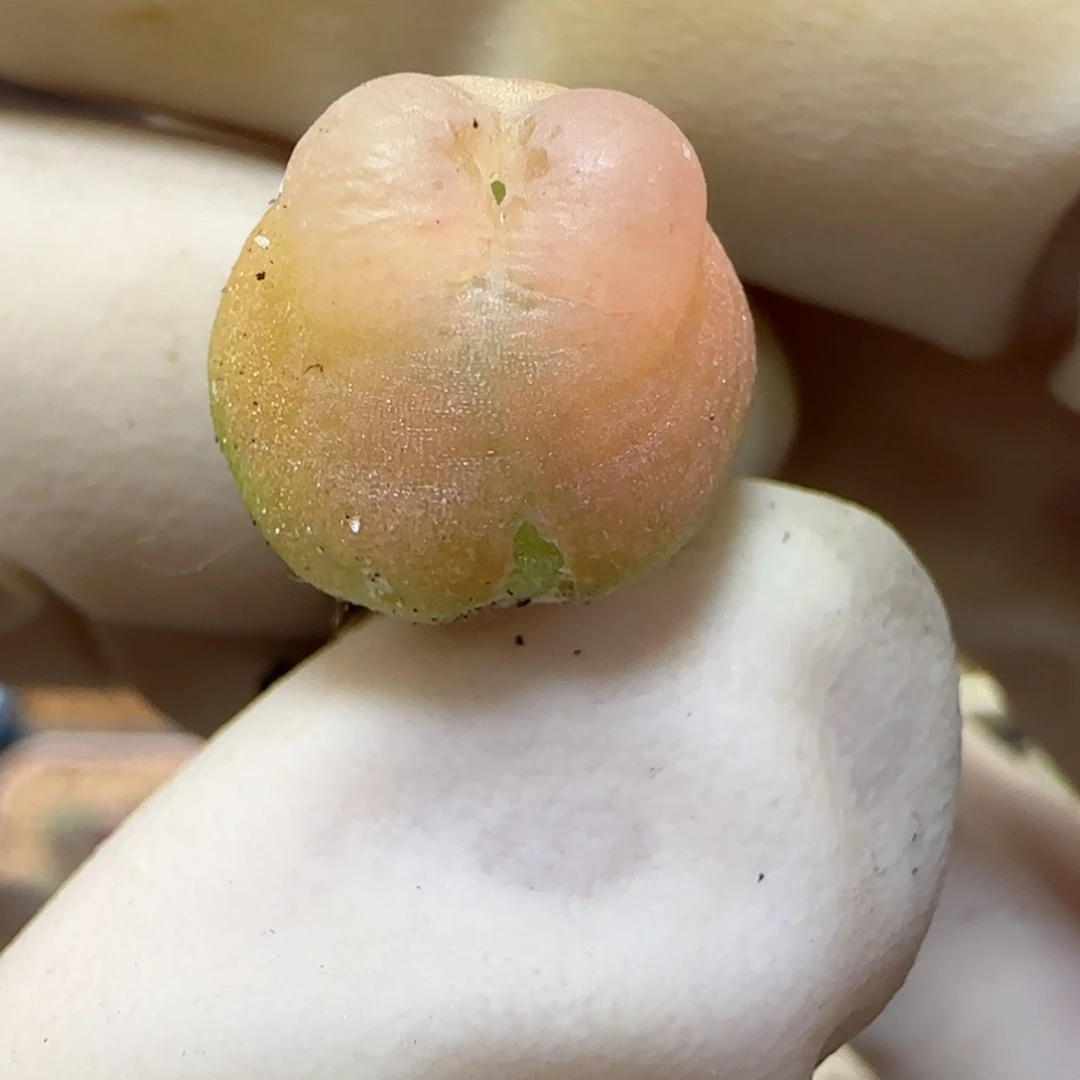 883日系大红拉登