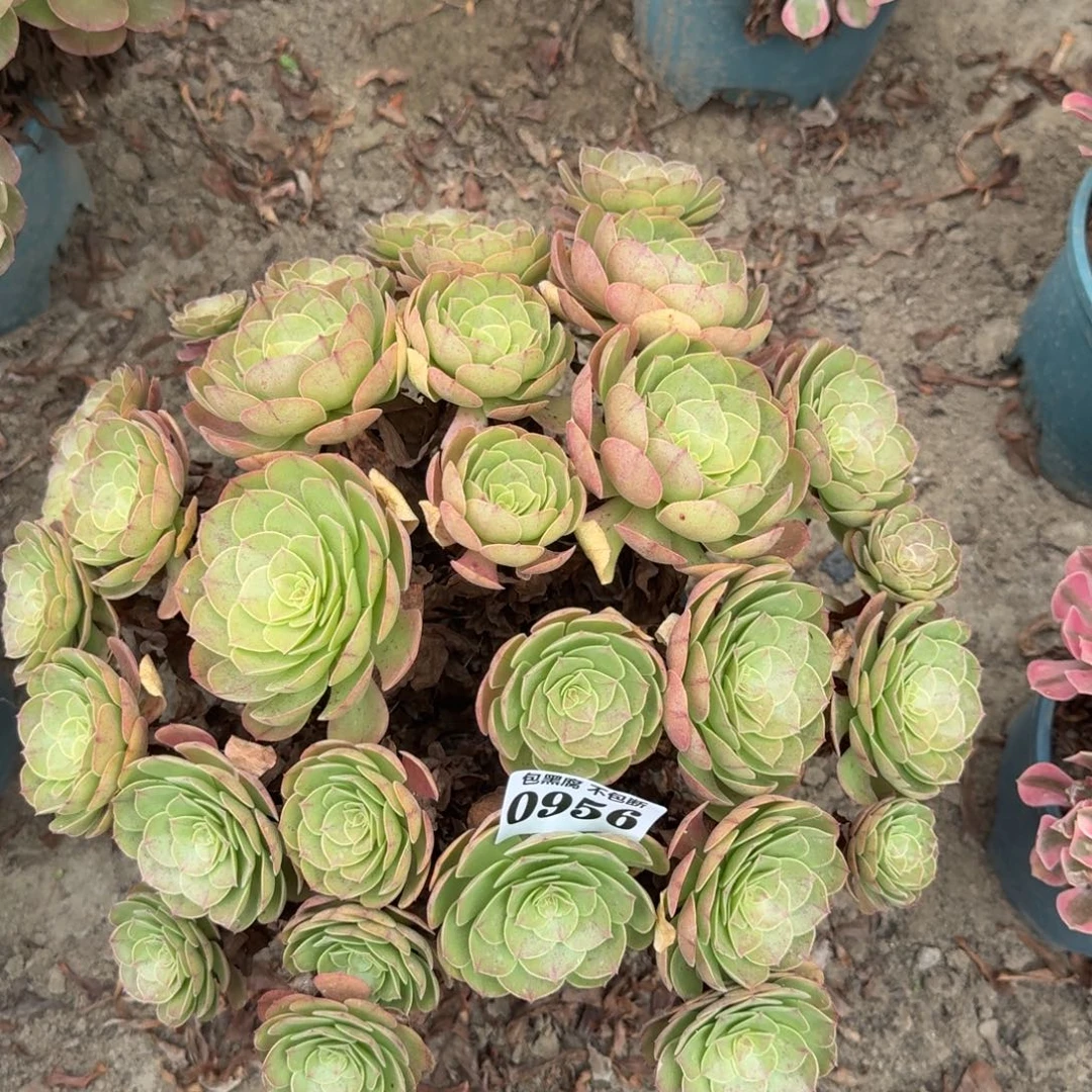 18-47法师万圣节不包断0956