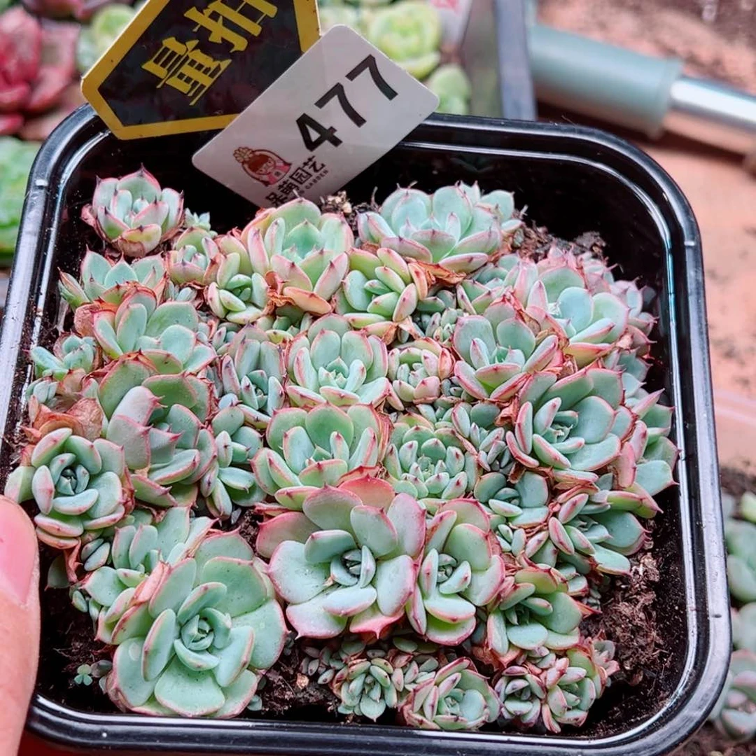 当前无花朵，栽培后可花朵