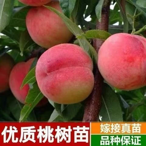 桃树果苗嫁接桃树苗水蜜桃树苗黄桃树苗当年结果南方北方种植树苗