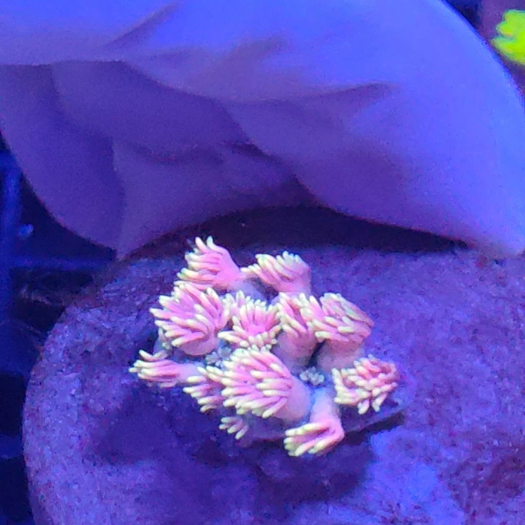 智海海洋珊瑚 不支持退货不包邮