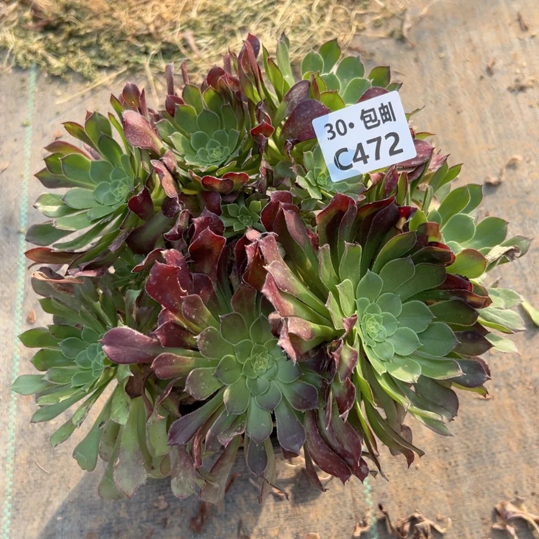 快**活472 冰铜多肉法师