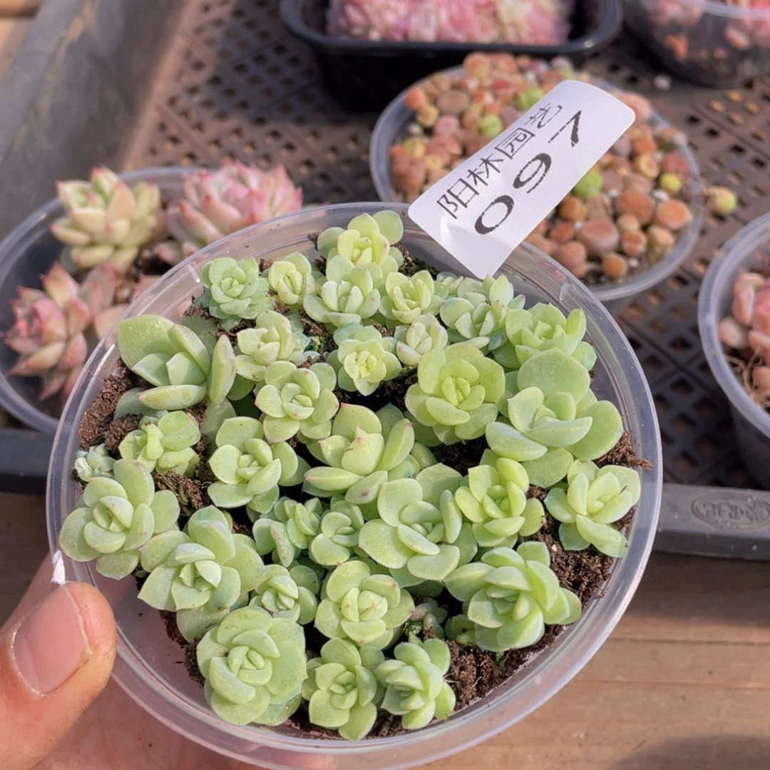 多肉植物多肉植物97