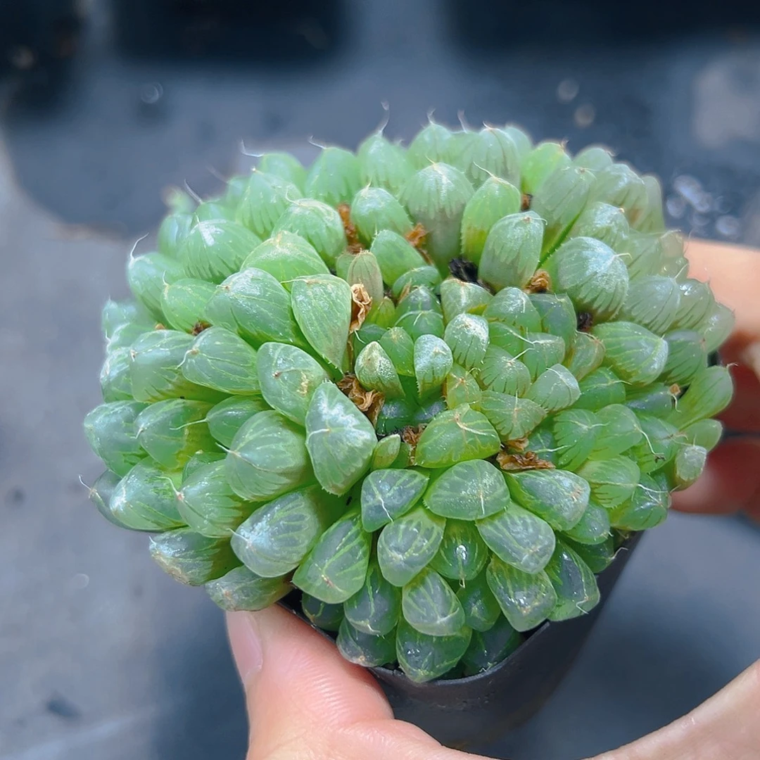 5422玉露多肉植物一颗