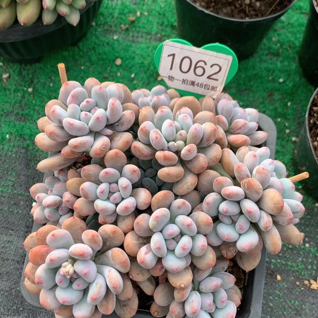 香香雪老桩平头1062