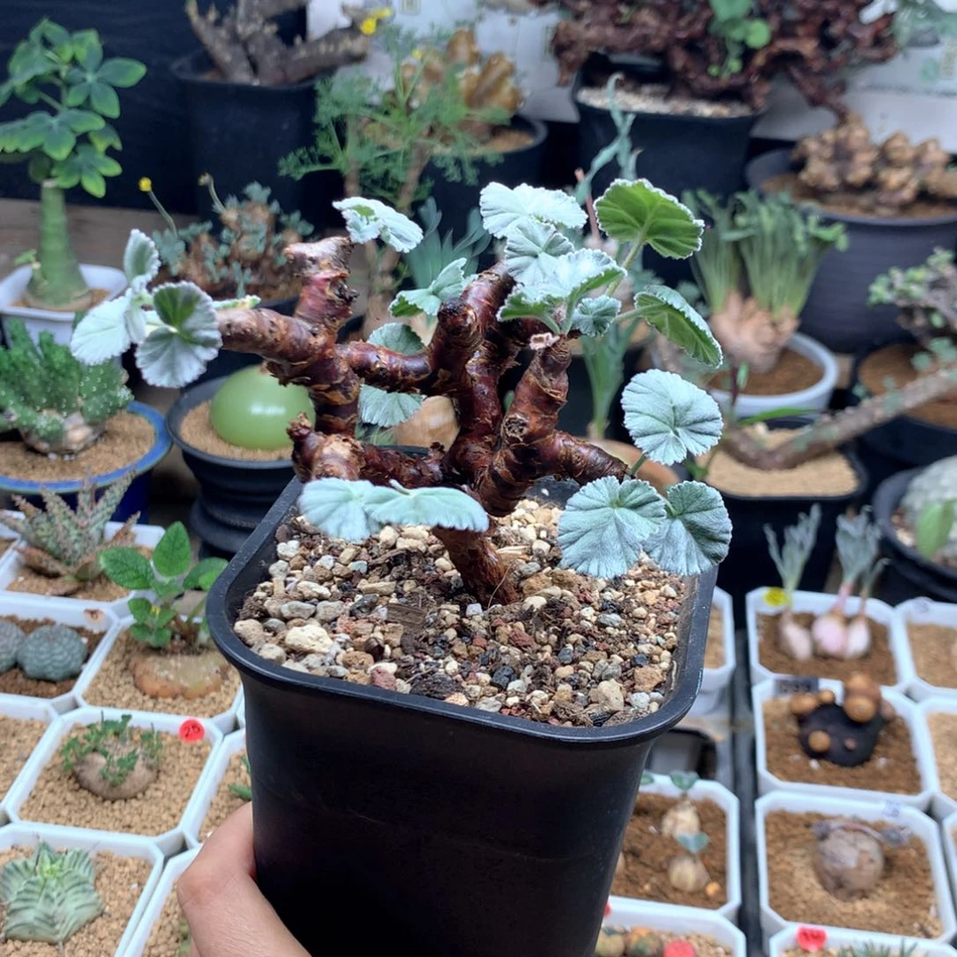产地枝干杨葵带盆
