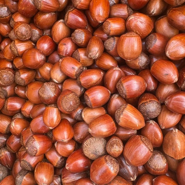 长毛玉坠榛子熟榛子今年新榛子炒熟口口留香皮薄仁满更