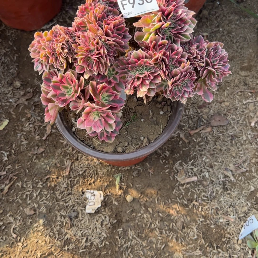 936粉女巫缀化多肉植物法师