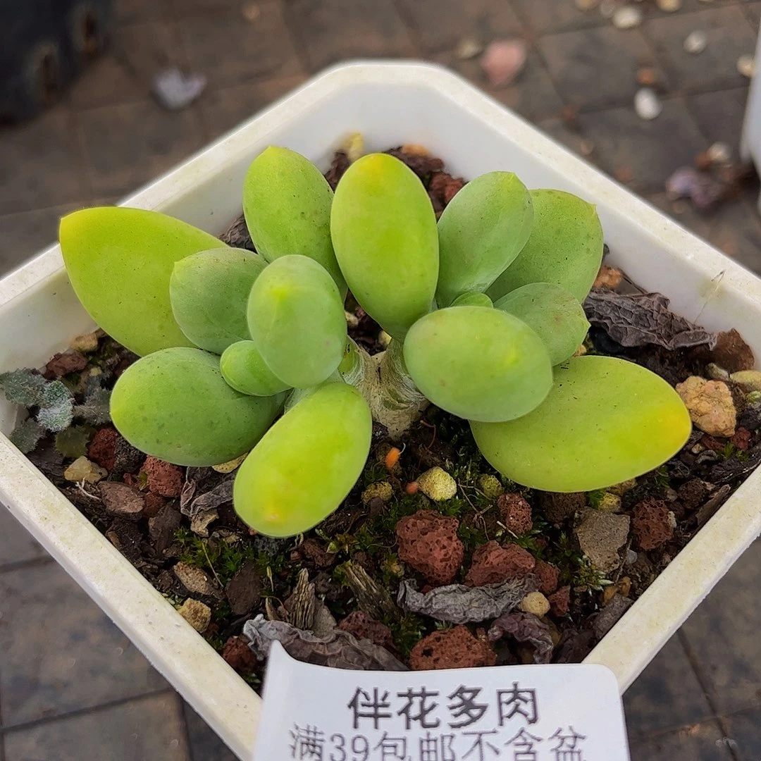 214-芒果奶多肉6cm