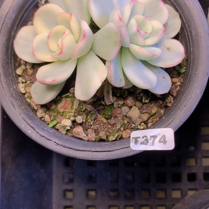 t374惟一锦双头脱土