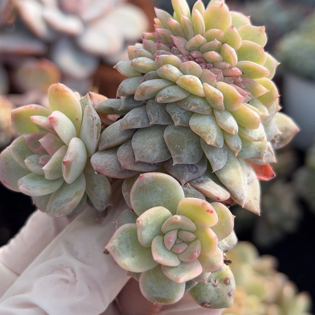 新年快乐 新年快乐