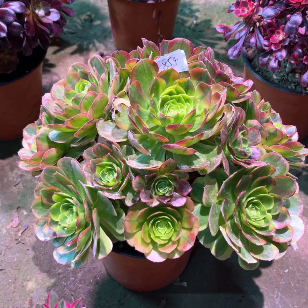 多肉植物奶白854