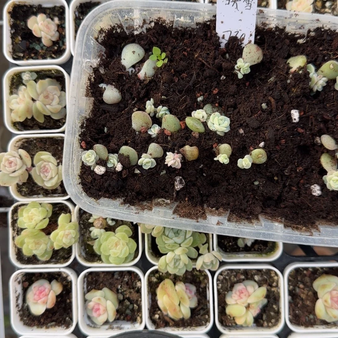 映雪一个穴满25包邮