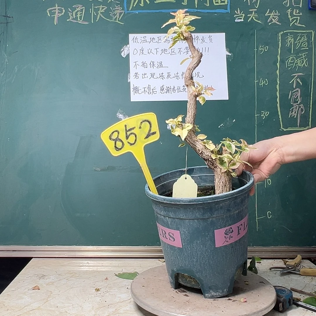 完全开放 福利 金边宫粉 原生树头 852