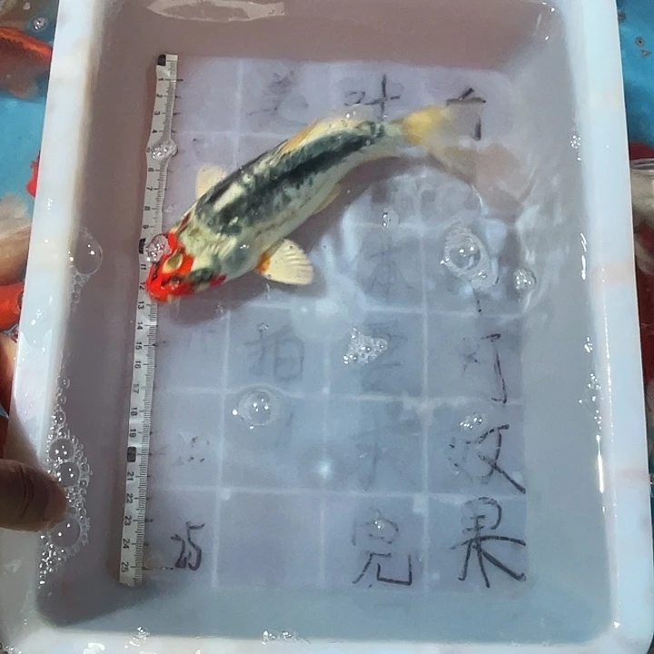 蝴蝶鲤渔场直发12