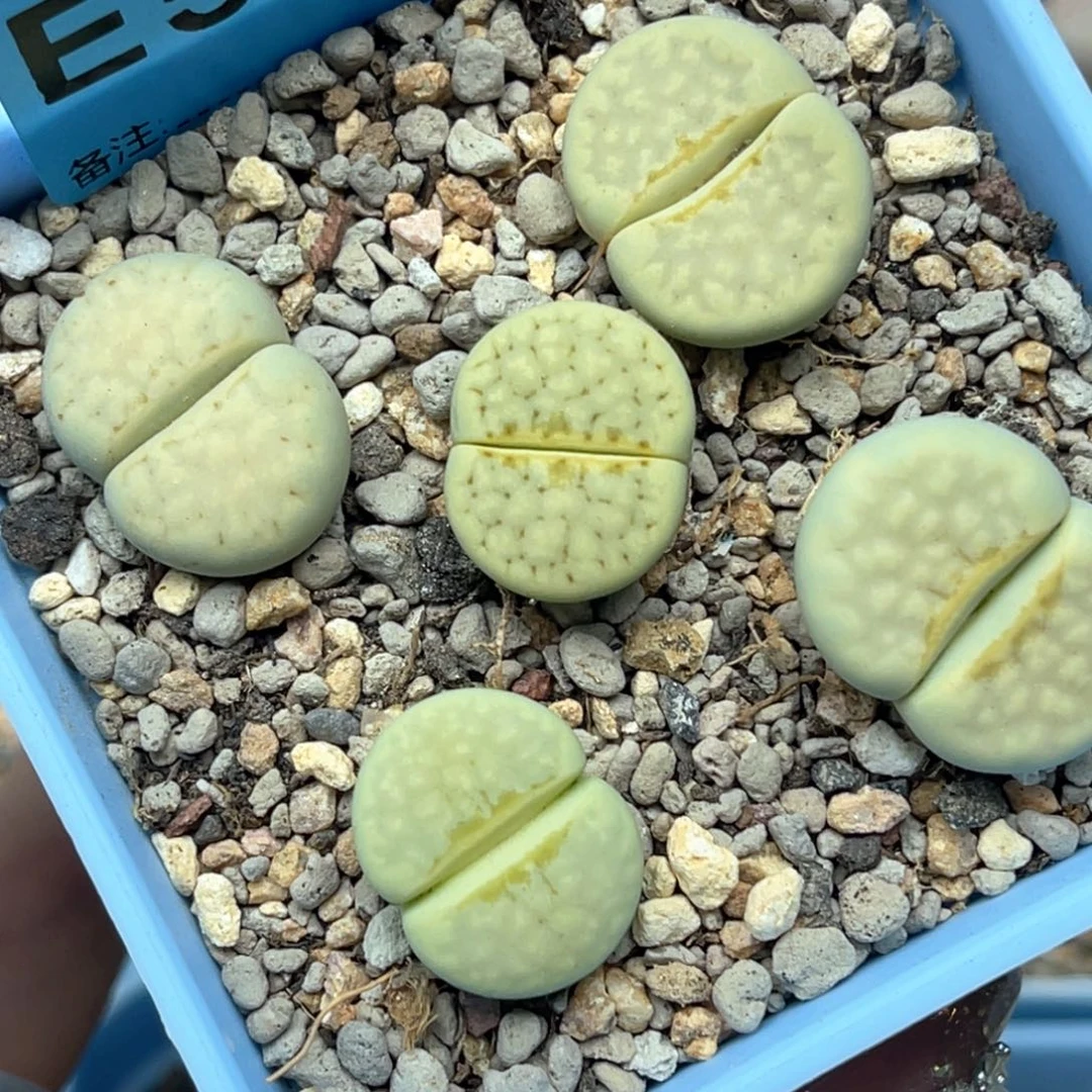 5896奶油寿丽五颗