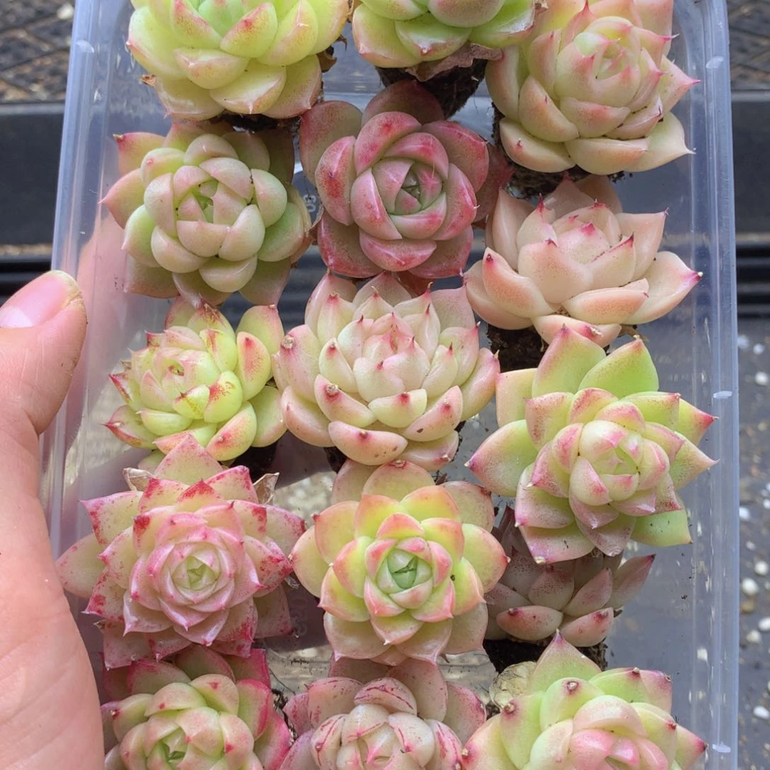 反反复复还是很开心的029