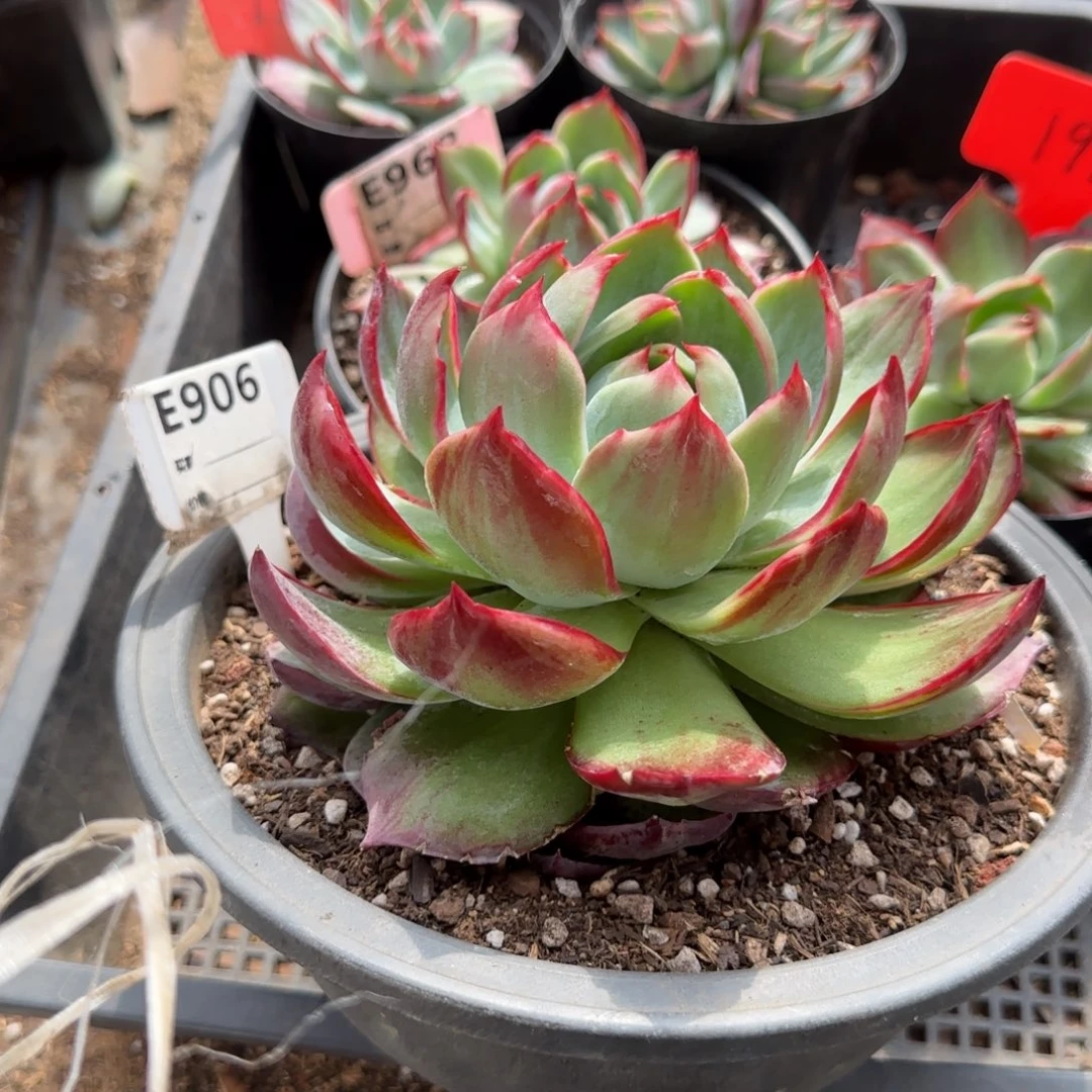 花脸拉丝惊鸿一物一拍包装收缩花旱906