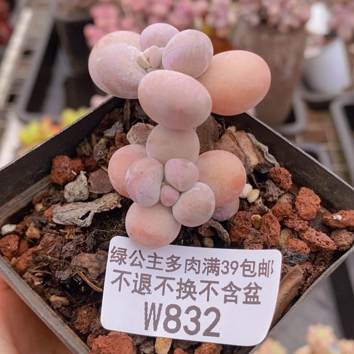 橙奶832多肉植物