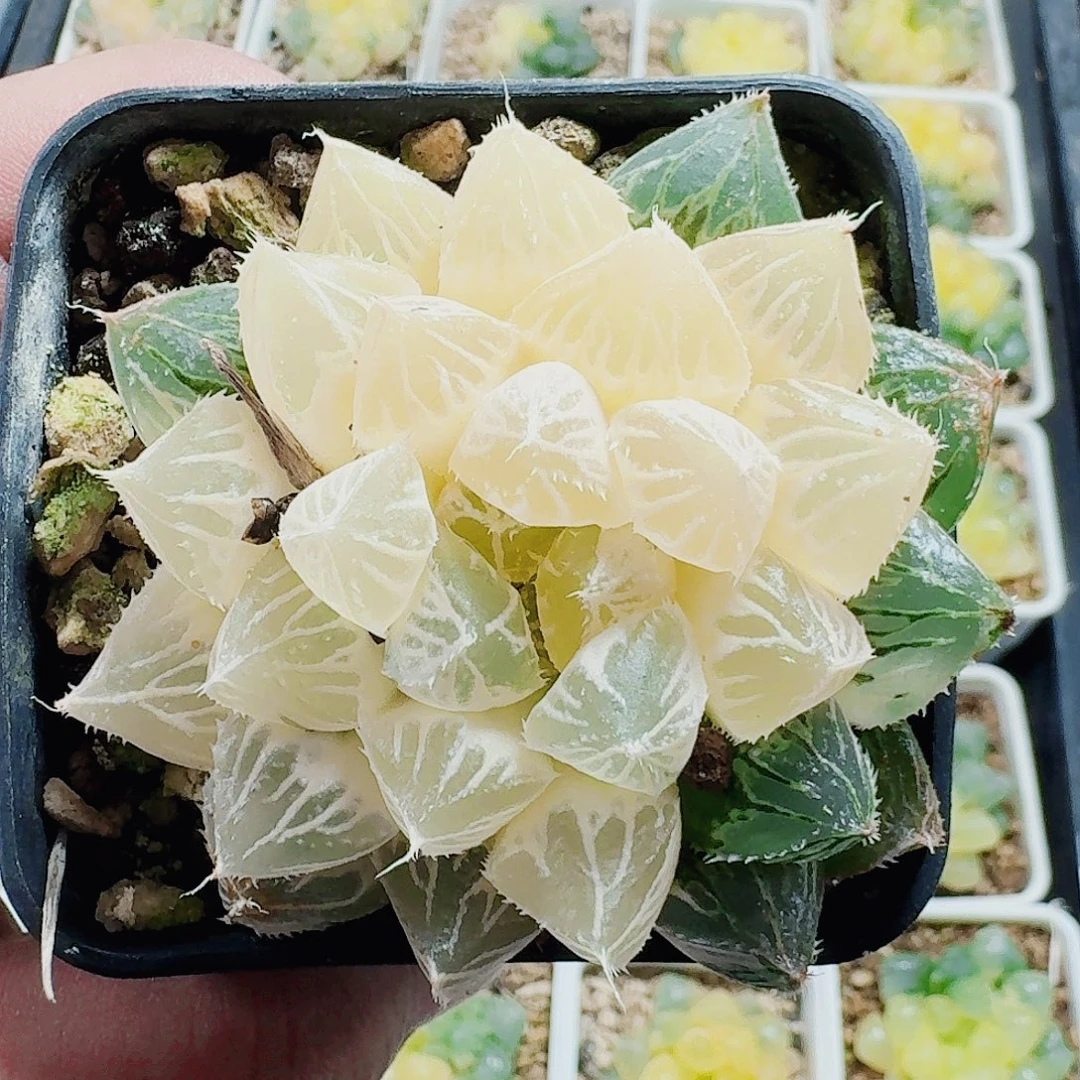 红***灯无花朵十二卷福利活动开始楼兰