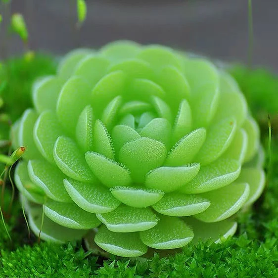 爱丝捕虫堇小虫草堂食虫迷你植物小盆栽捕蝇草多肉稀有名贵花卉