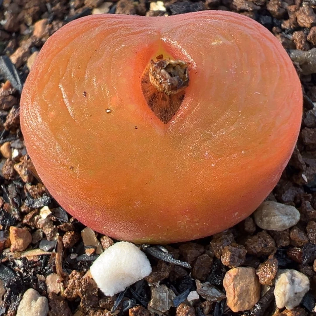 水蜜桃多肉植物盆栽栽培