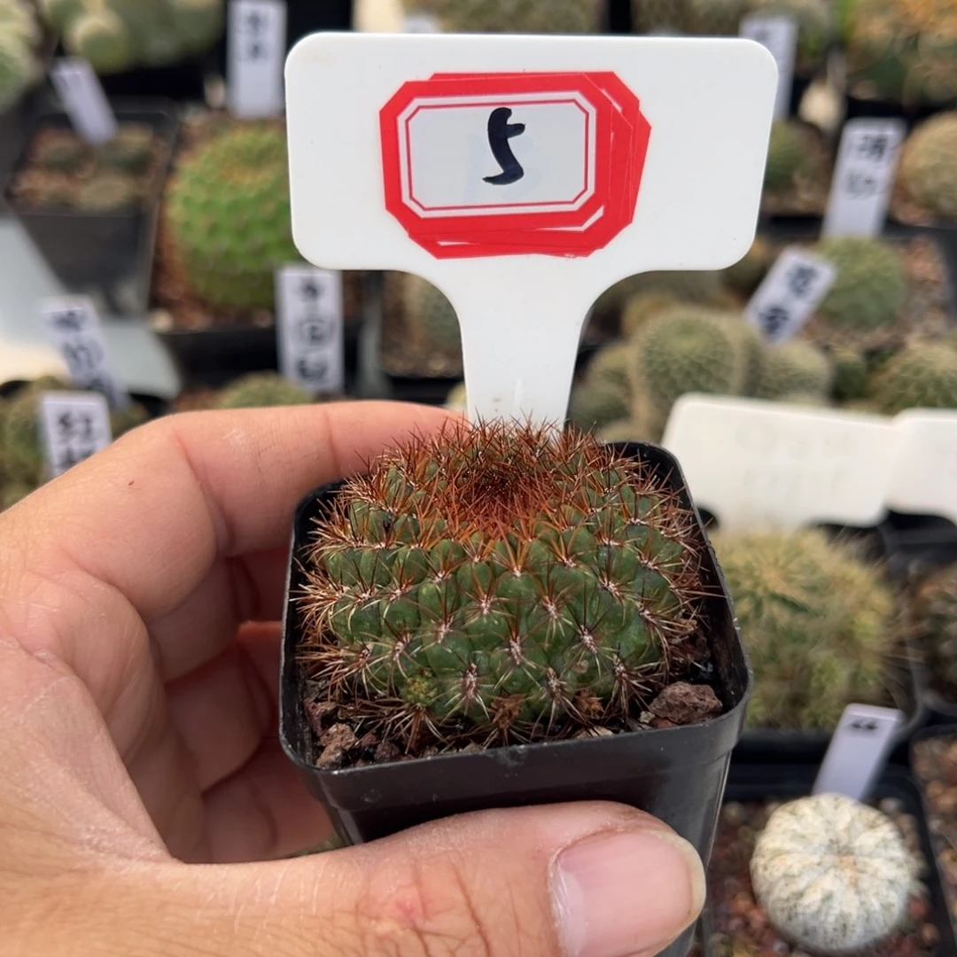 耳****5往事多肉园仙人球开花