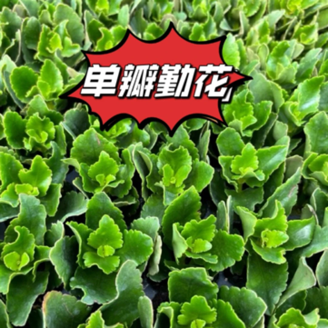 H）（带标签）单瓣长寿花苗11个不同品种下单在送2颗无包装苗1