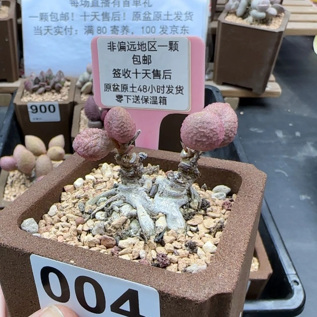 J004糖球多肉植物