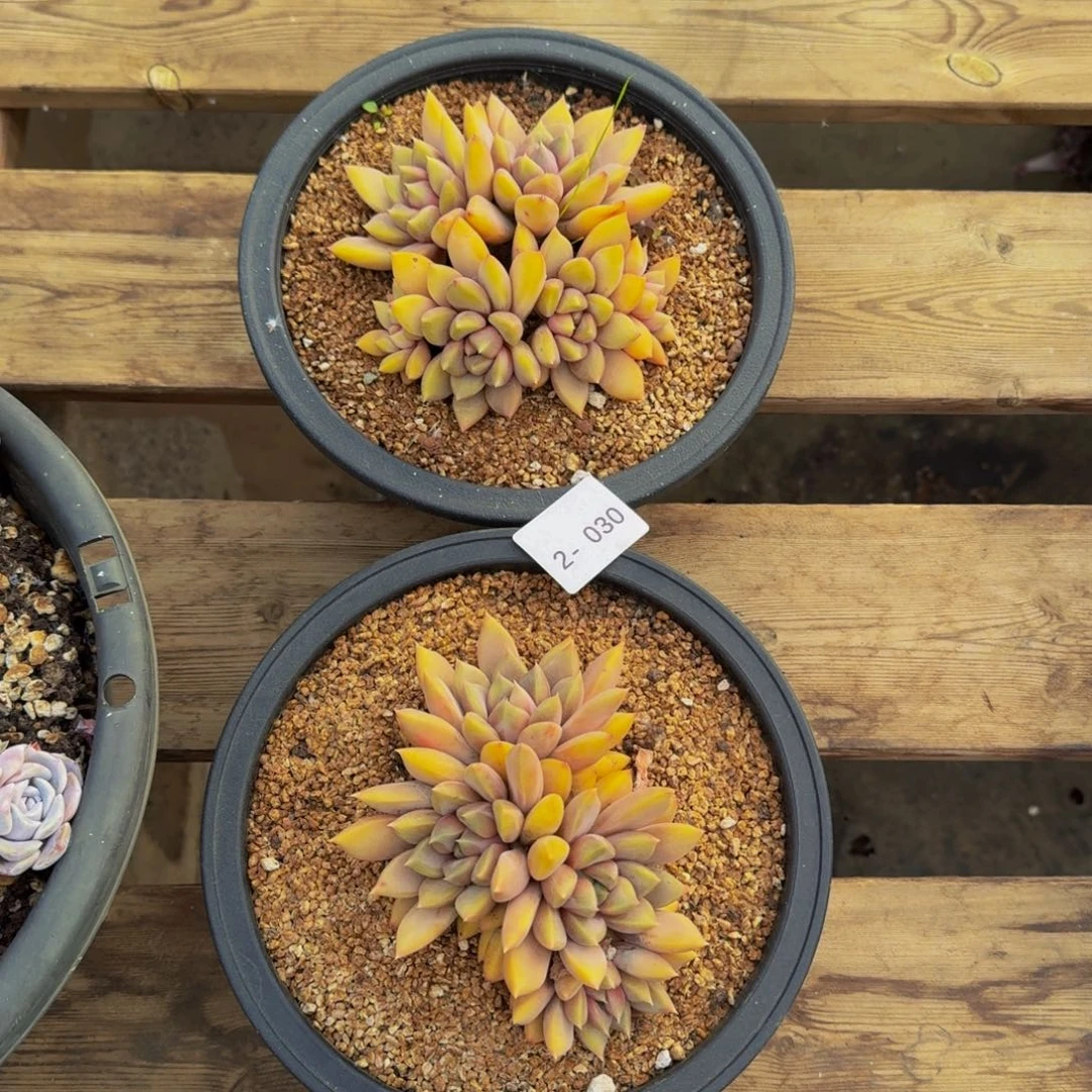 嘟*2-030象牙两颗福利价不包损