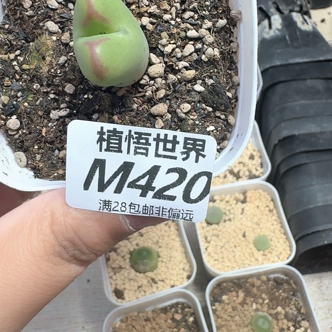 多肉植物多肉植物d