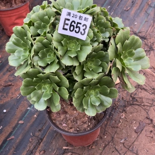 653绿羊绒不包断枝