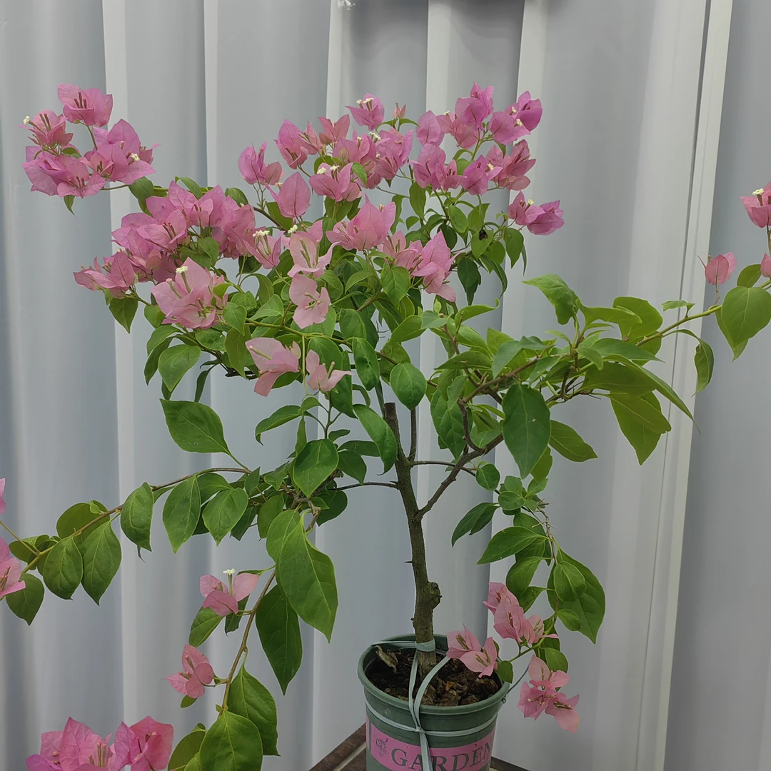 棒棒糖【橙粉公主】橙转粉，四季勤花,丰花品种，造型不固定三角梅!