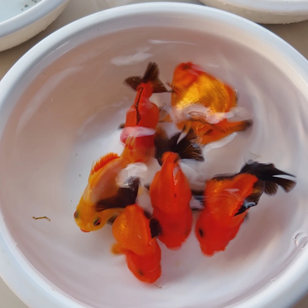 小***滴海水鱼111111111111