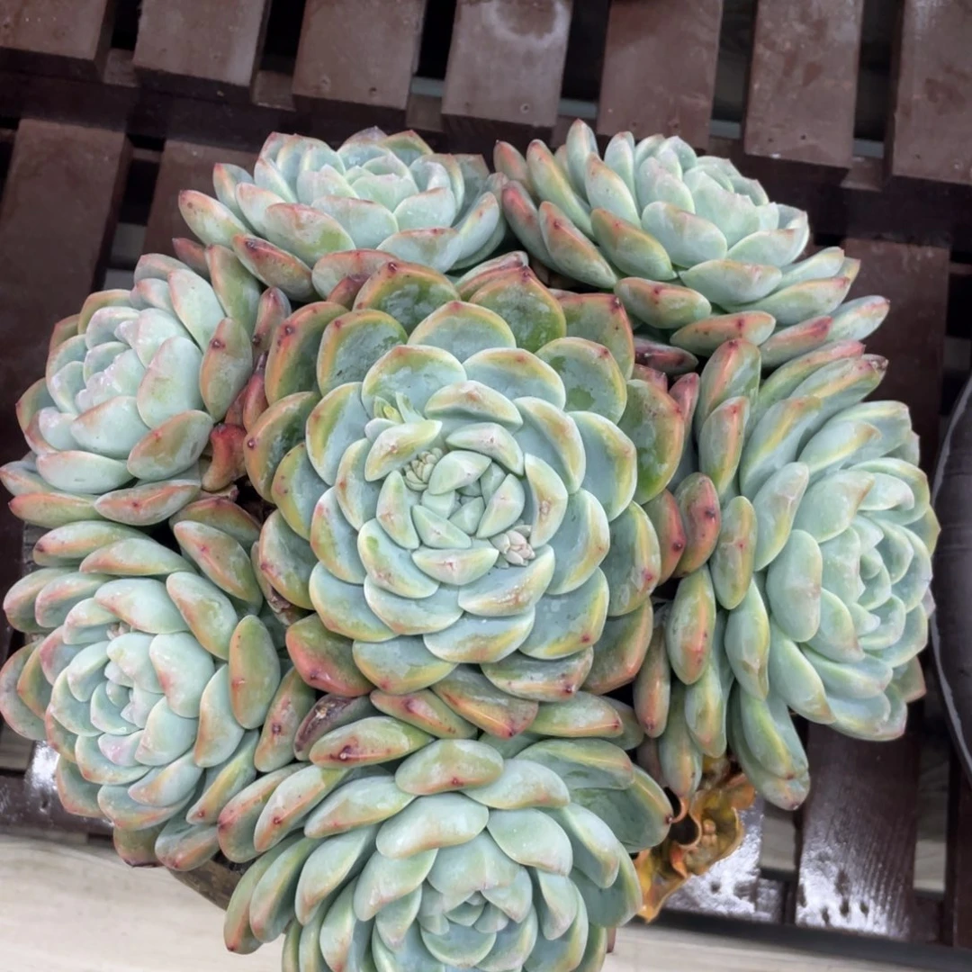 冰玉大群生清台子不包断枝