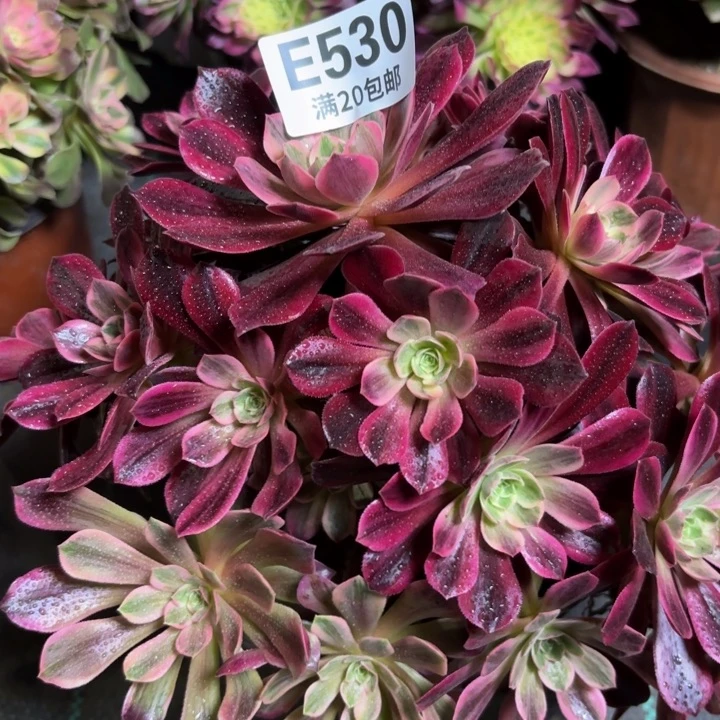 瑞妈一物一拍530