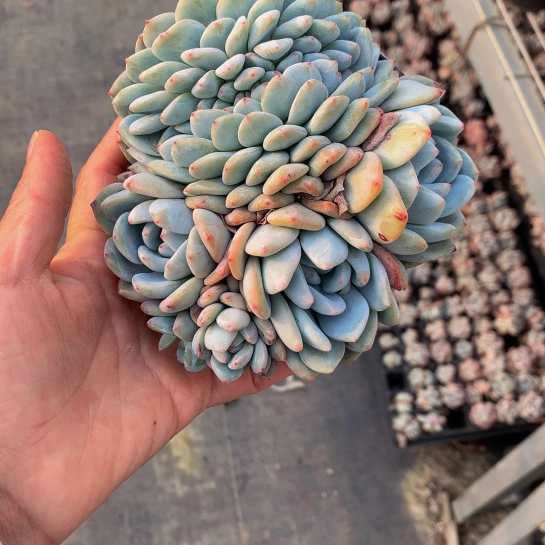 提****美1667缀嗯嗯嗯我想看电影