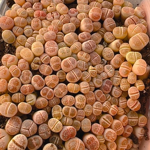 【闪购商品】看***啊24746