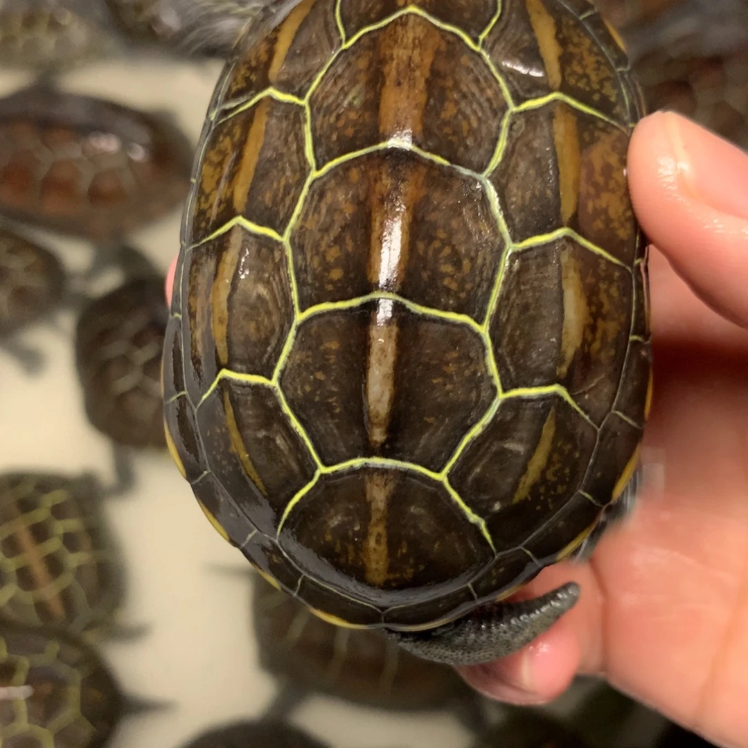 中华草龟不分公母