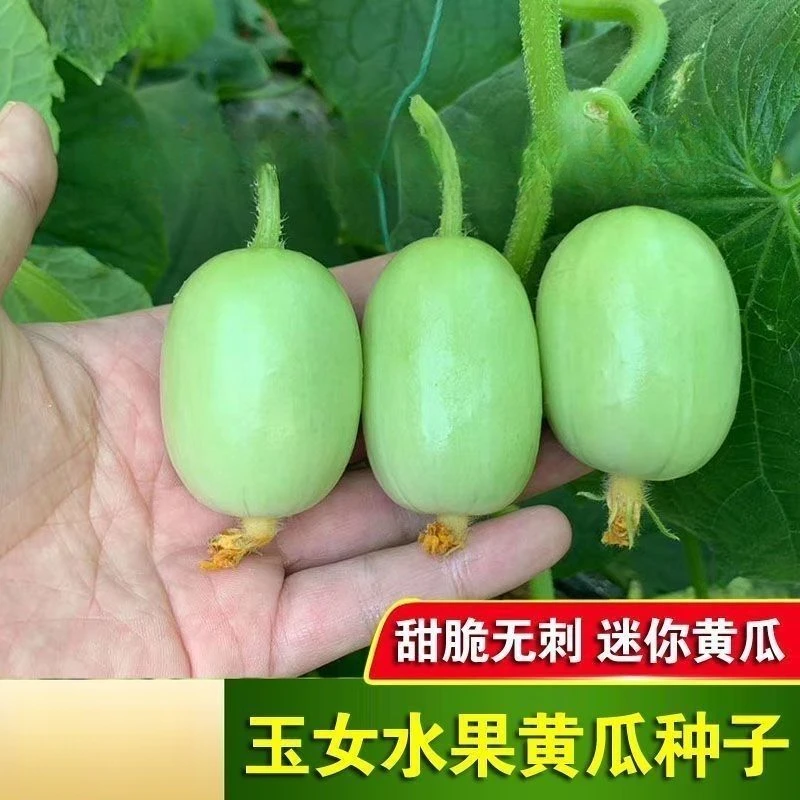 玉女水果黄瓜种子迷你小黄瓜籽生吃脆甜春秋种植阳台盆栽种子