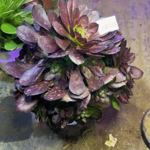 黑寡妇多肉植物2810