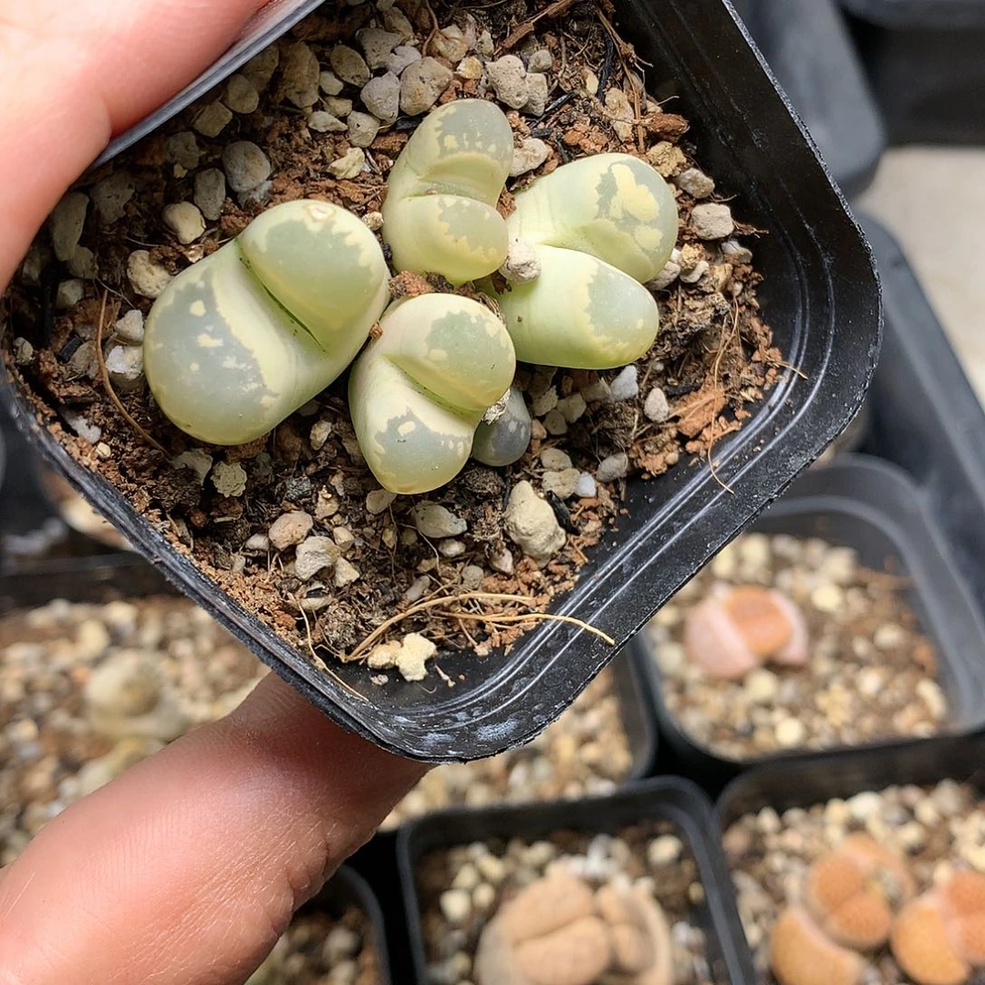E19多肉植物保护研究所