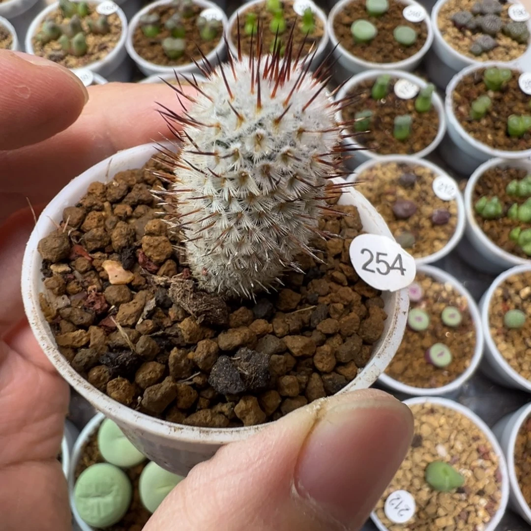 直刺佩雷一颗脱土254000
