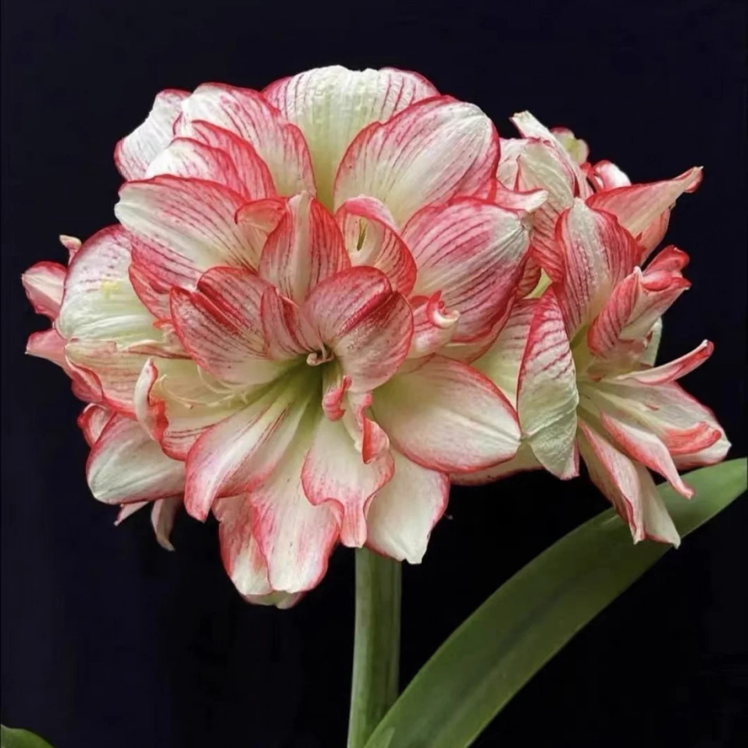 【蔓越莓】国产优选自然球重瓣朱顶红种球多年生好种