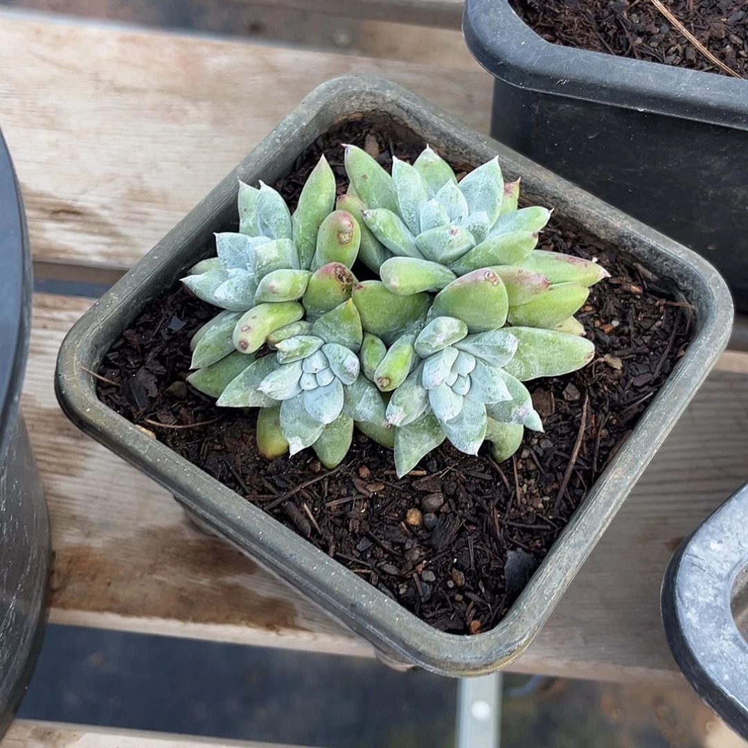 雪***莉小鹿多肉一物一拍8692