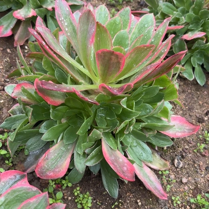 量拍一颗女妖断枝不包