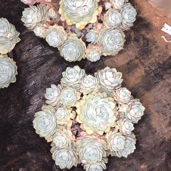 ?***°34////////两颗恋曲寄养