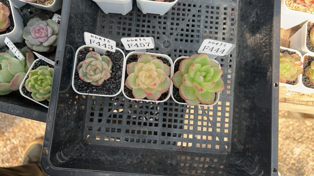 知和的多肉专拍链接