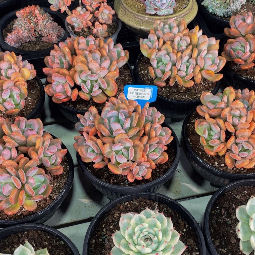 1002-29-墨西哥灰姑娘老桩群生一颗