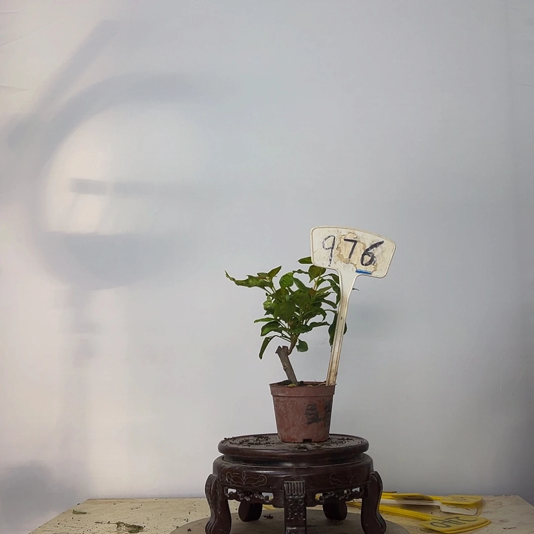 当前无花栽培后可以开花杂斑叶盲盒掌中宝 976